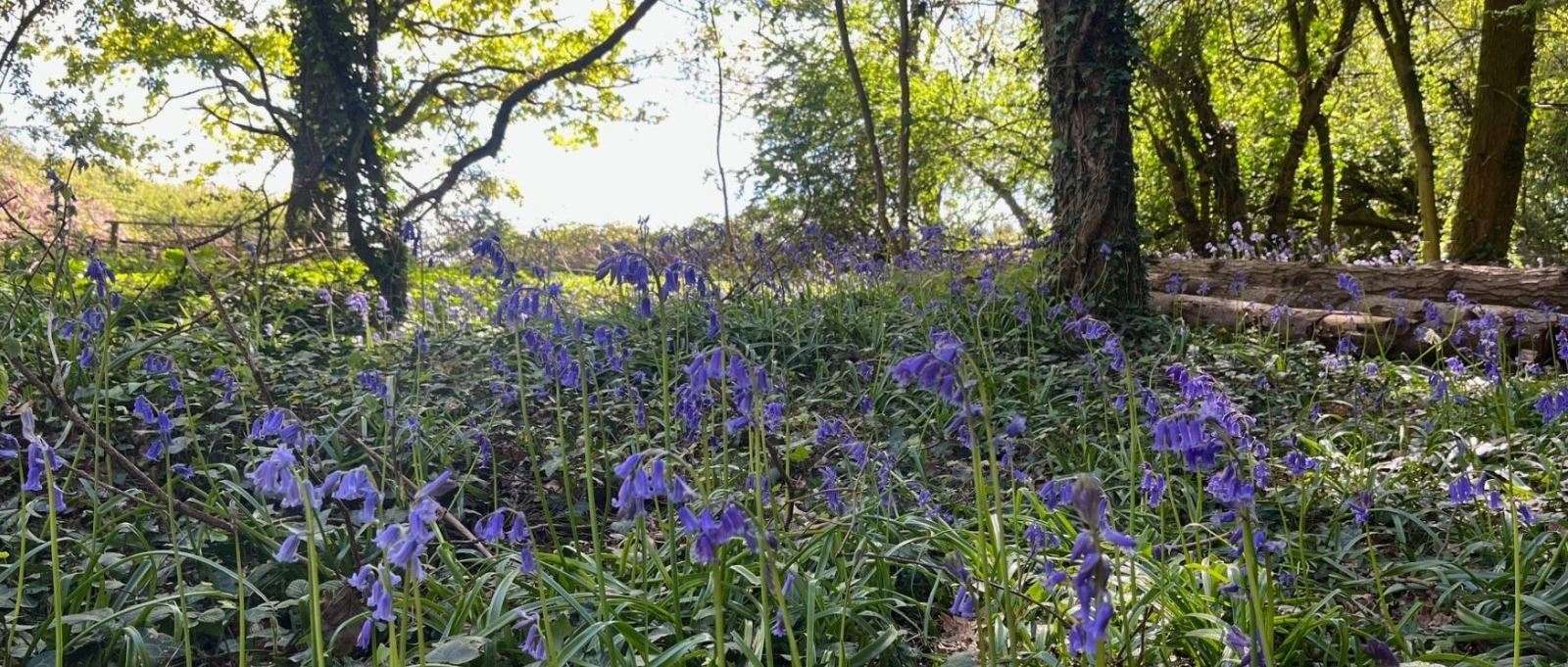 Bluebells at Itchen Valley Country Park